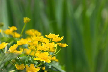 
Blooming marsh-marigold, yellow flowers on a green background, kingcup