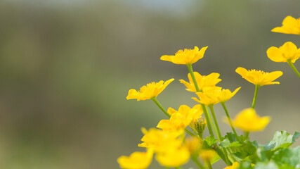 
Blooming marigolds, yellow flowers on a green background