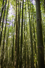 Fototapeta na wymiar Miaoli Scenic Spot, Wugayan Bamboo Forest
