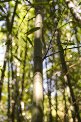 Fototapeta premium Miaoli Scenic Spot, Wugayan Bamboo Forest