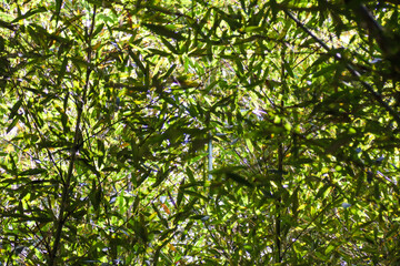 Miaoli Scenic Spot, Wugayan Bamboo Forest