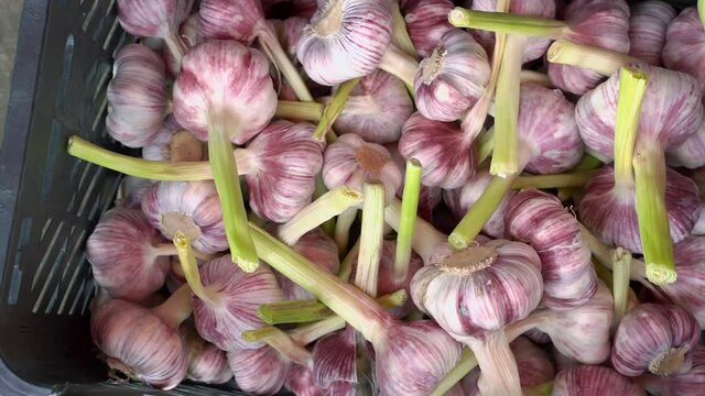 garlic in a basket