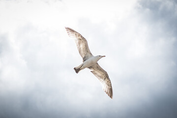 Seagull in flight against the sky. (Larus cachinnans pontisus) on Galati, Romania