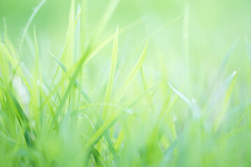 Blurred green grass in the tropical forest