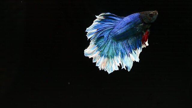 siamese fighting fish Rhythmic of Betta fish, siamese fighting fish betta splendens 