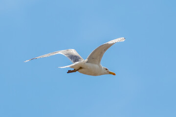 Fototapeta na wymiar Seagull in flight against the sky. (Larus cachinnans pontisus) on Galati, Romania