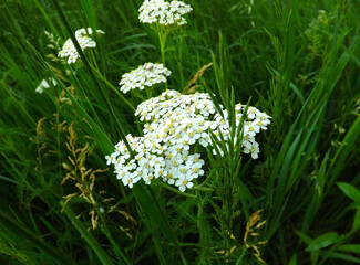 yarrow in grass