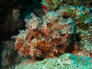 Fototapeta na wymiar Scorpionfish in the Caribbean sea.