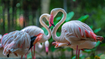 Pink Flamingo In The Zoo