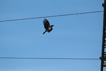 House Crow, Urban Bird In Flight, and on the field picking bugs in flowers and sitting on an electrical pole