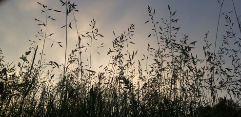 reeds at sunset