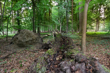 old fallen tree deep in the forest