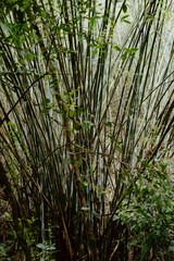 pine tree in the forest. bamboo