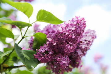 purple lilac syringa  in the spring in the garden against the blue sky