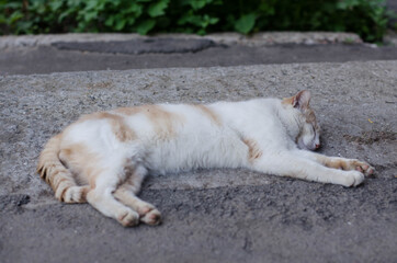 Yard cat sit. Street cat.
