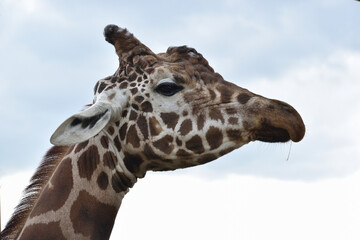 旭山動物園　キリン