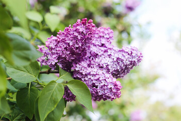 purple lilac syringa  in the spring in the garden against the blue sky