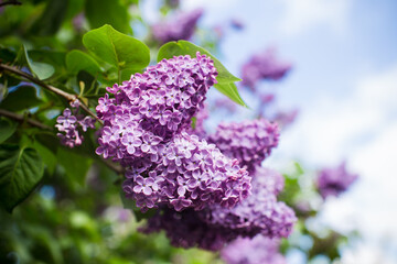 purple lilac syringa  in the spring in the garden against the blue sky