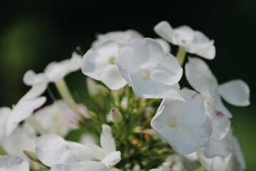 light pink flowers in a green garden. macro mode