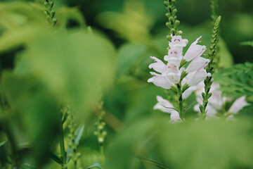 light pink flowers in a green garden. macro mode