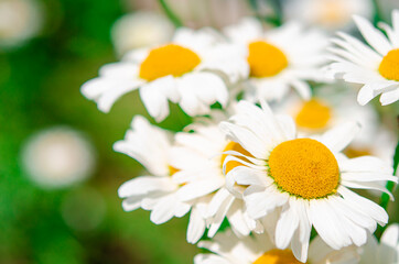 Sunny floral background of white flying daisies