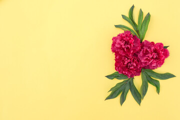 Peony flower composition on a yellow background. Spring background with bright pink flowers. Flat lay. Space for text.