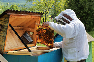 Beekeeper on apiary. Honey bees on the frame of honeycombs. Pretty wooden hives. Old man. Majestic...