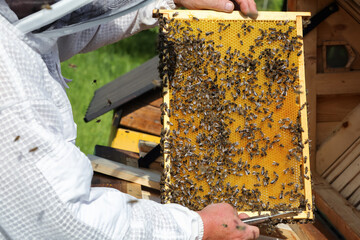 Beekeeper on apiary. Honey bees on the frame of honeycombs. Pretty wooden hives. Old man. Majestic...