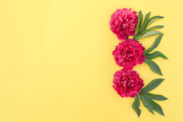 Peony flower composition on a yellow background. Spring background with bright pink flowers. Flat lay. Space for text.