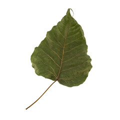 Obraz premium Pho leaf dry isolated on White Background.