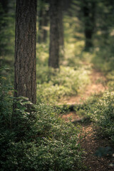 forest path with shallow depth of field