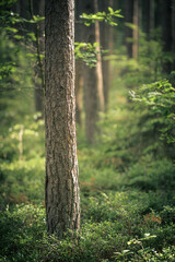 forest with shallow depth of field