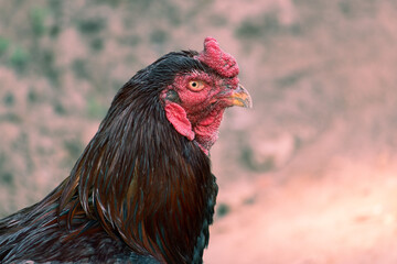 Rooster or Cock Looking at Camera, Perfect for Wallpaper