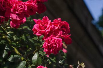 Tea rose. Bush of a red rose. Pink flowers.