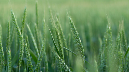 young green wheat field background. Ukrainian summer harvest