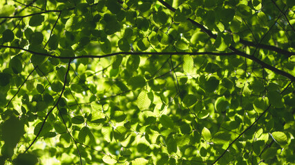 
Green beech leaves in the rays of the sun, iridescent background