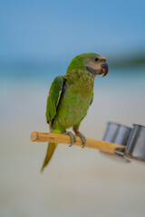 
A parrot is perching on a beach in the middle of the sea.