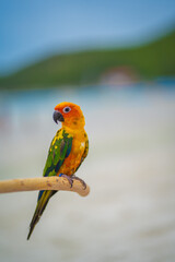 
A parrot is perching on a beach in the middle of the sea.