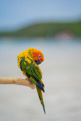 
A parrot is perching on a beach in the middle of the sea.