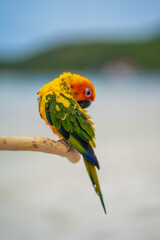 
A parrot is perching on a beach in the middle of the sea.