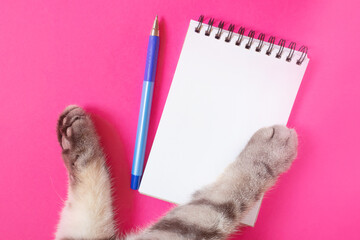 Black and gray striped cat's paws and notebook with pen on a bright pink background. Blank page of notepad, copy space. The concept of pets, animal information. Minimalism, top view.