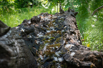 An old rotted fallen tree against a background of green vegetation