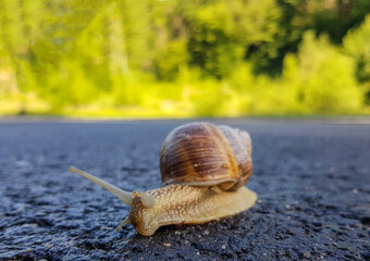 a snail walks on the road