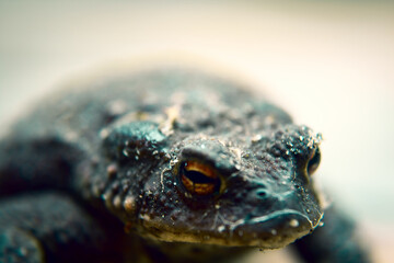 there is a frog hiding in the garden