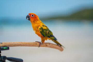 
A parrot is perching on a beach in the middle of the sea.