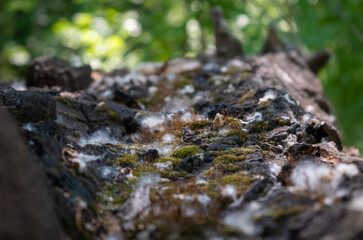 Fototapeta na wymiar An old rotten fallen tree on a green background
