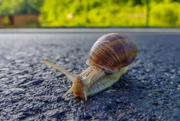 a snail walking on the asphalt after the rain