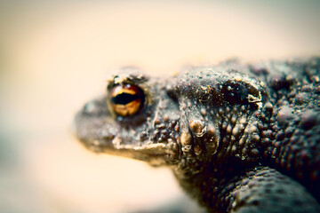 there is a frog hiding in the garden
