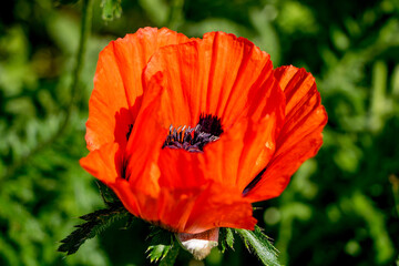 Red poppies on a natural dark green background. Lush poppy buds. Selective focus. Blooming poppies in the garden.  Copy space. Vintage flower photography. Greeting card.