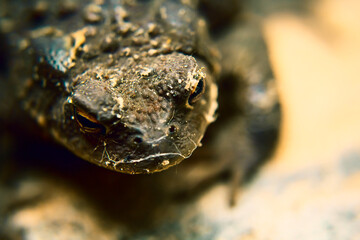 there is a frog hiding in the garden